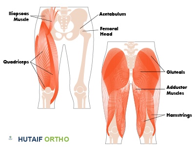 صورة توضيحية لتشريح مفصل الورك