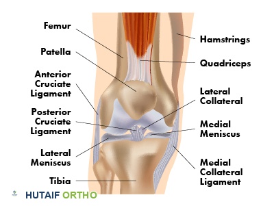 صورة توضيحية لتشريح الركبة من الداخل