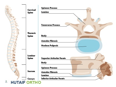 رسم توضيحي مفصل لتشريح العمود الفقري البشري، يوضح الفقرات والأقراص والأعصاب
