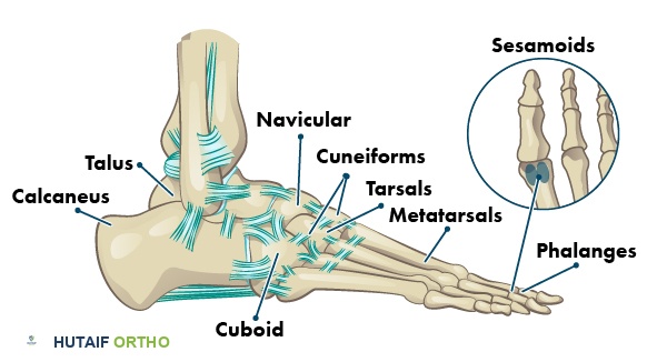 صورة توضيحية لعظام ومفاصل الكاحل والقدم