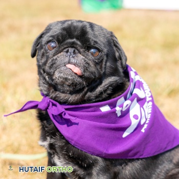 صورة توضيحية لـ المشي مع الكلب والتهاب المفاصل: نصائح الأستاذ الدكتور محمد هطيف لتقليل الألم وزيادة المتعة