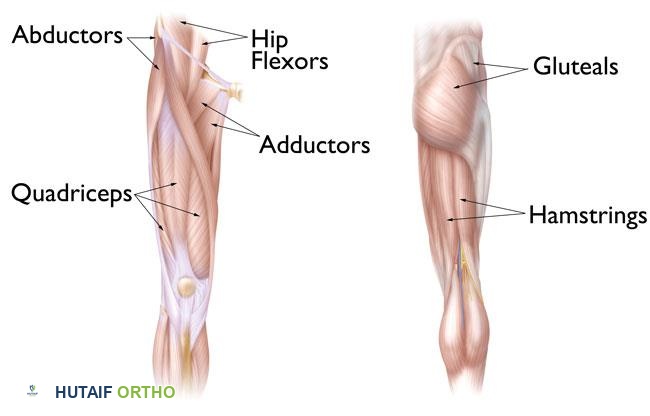 إجهاد الورك الأسباب الأعراض والعلاج الشامل مع الأستاذ الدكتور محمد هطيف
