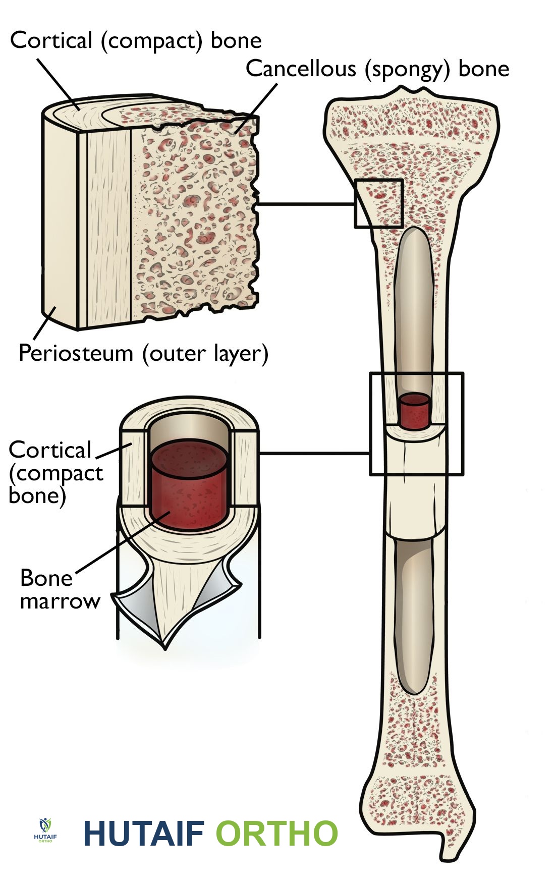 صحة العظام: دليلك الشامل لعظام قوية مدى الحياة مع الأستاذ الدكتور محمد هطيف