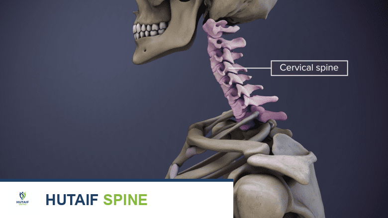 An illustration showing an adult head and neck with the cercical vertebrae highlighted in pink.