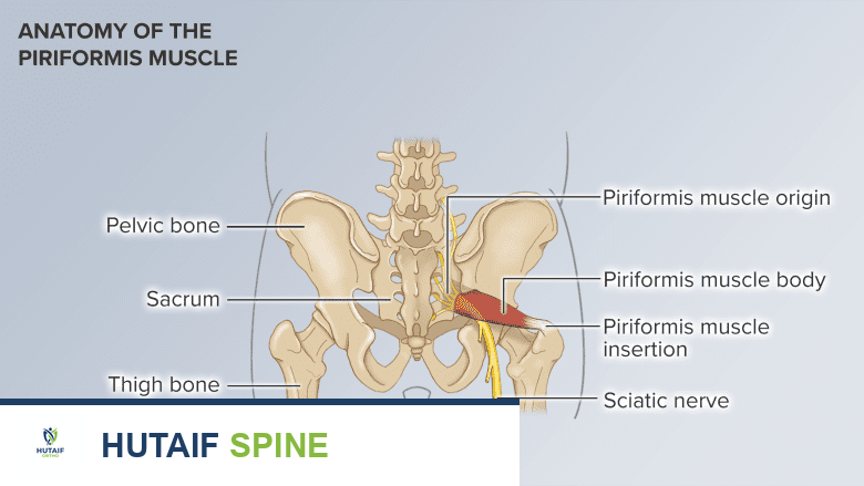An illustration showing anatomy of piriformis muscle.