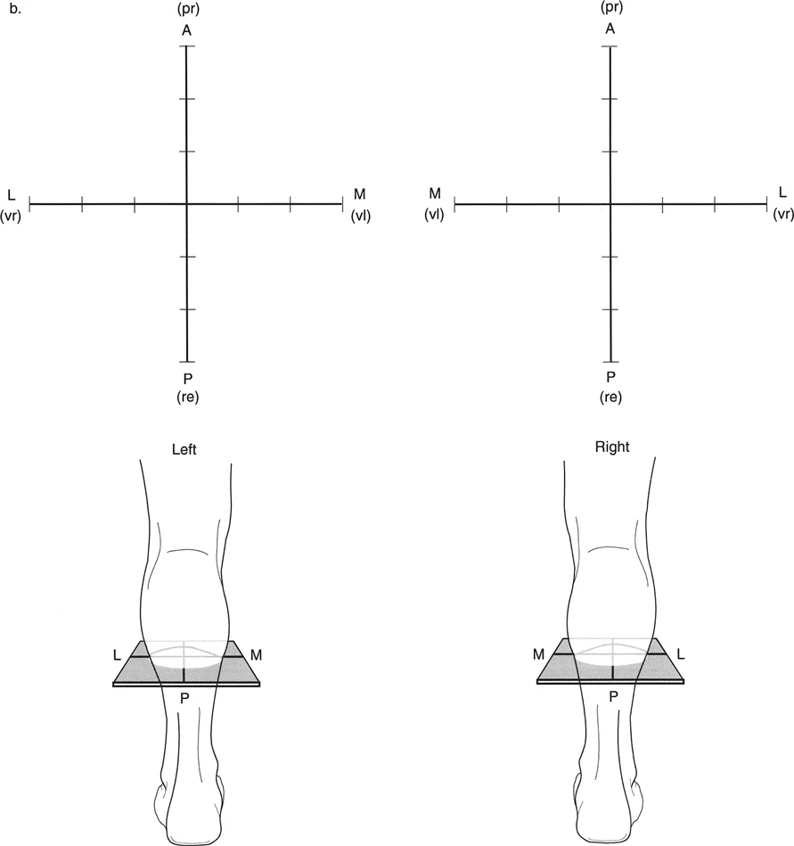 صورة توضيحية لتسمية اتجاهات الذروة على الرسم البياني
