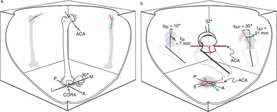 صورة توضيحية لتقييم الورك