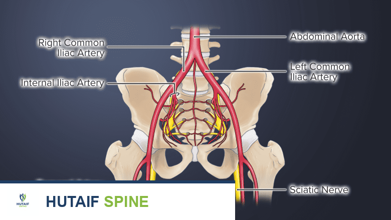 An illustration showing blood supply in the pelvic region.