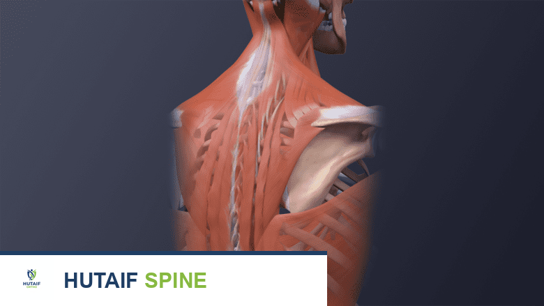 توضح الصورة عضلات الرقبة والظهر ونقاط الوخز بالإبر المحتملة.