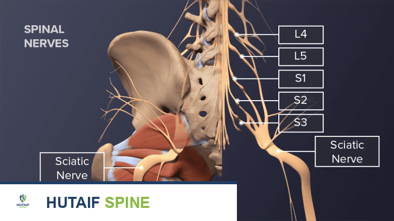 منظر خلفي مُسمّى للأعصاب في العمود الفقري القطني.