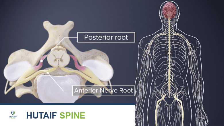 الجذور الظهرية والبطنية للعصب الشوكي العنقي
