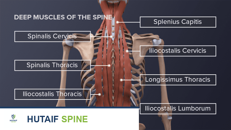 صورة توضيحية لـ عضلات الظهر وآلام أسفل الظهر: دليل شامل للوقاية والعلاج مع الأستاذ الدكتور محمد هطيف