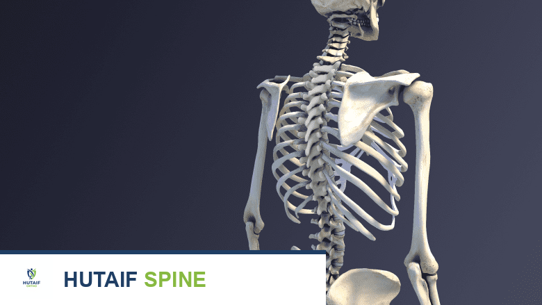 جزء من هيكل عظمي يظهر العمود الفقري.