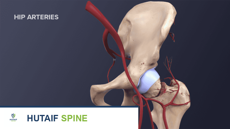 توضيح للأوعية الدموية في منطقة الورك.