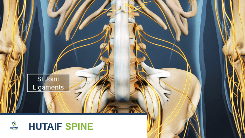 منظر أمامي للحوض يُظهر أربطة المفصل العجزي الحرقفي.
