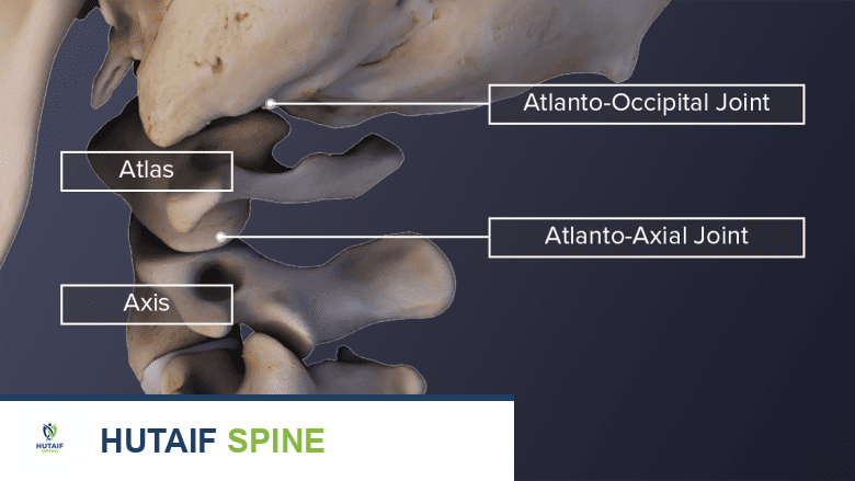 عرض جانبي لفقرتي الأطلس والمحور يظهر المفصل القذالي الأطلسي والمفصل الأطلسي المحوري.