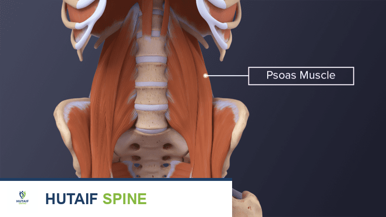 توضيح لعضلات الورك الباسطة في منطقة الحوض