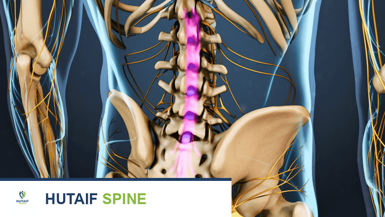 العمود الفقري القطني والأعصاب الشوكية.