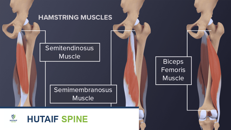 تمارين إطالة أوتار الركبة لتخفيف آلام عرق النسا: دليل شامل من الأستاذ الدكتور محمد هطيف