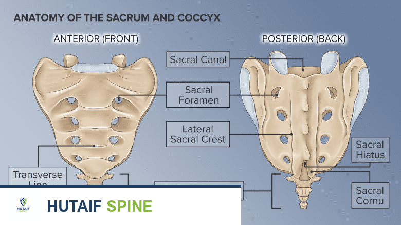 رسم توضيحي لجانبي العجز والعصعص الأمامي والخلفي.