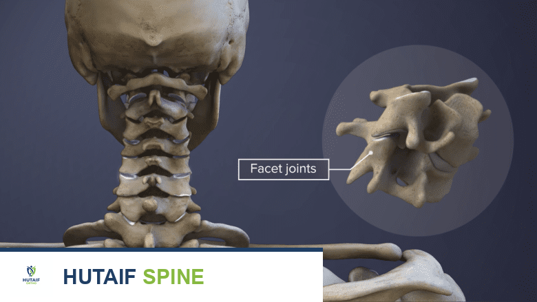 رسم توضيحي طبي يظهر المفصل الوجيهي العنقي.