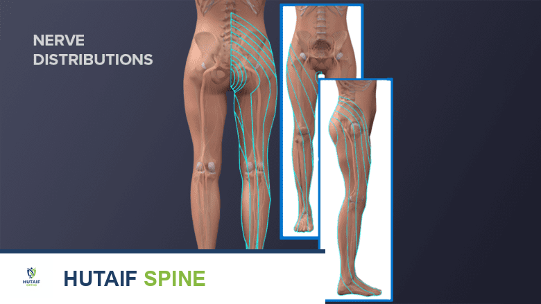 رسم توضيحي يوضح توزيع الأعصاب من أسفل الظهر على طول الساق.