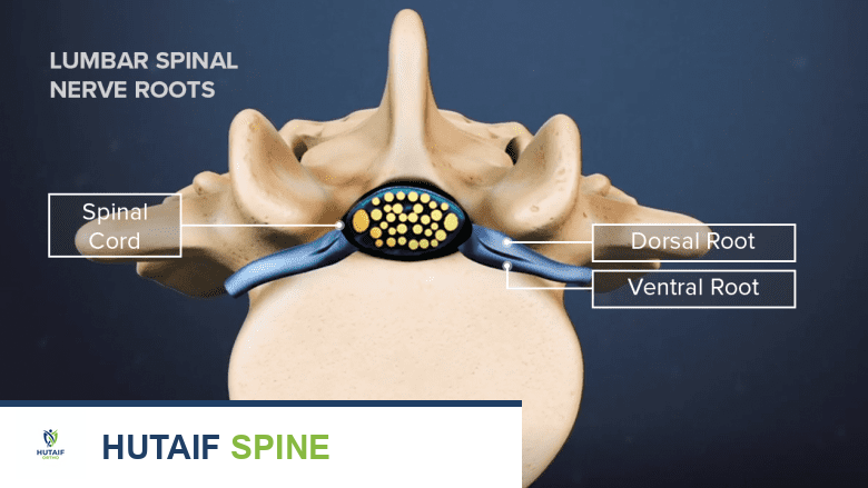 مقطع عرضي للقناة الشوكية يحتوي على حزمة من الأعصاب.
