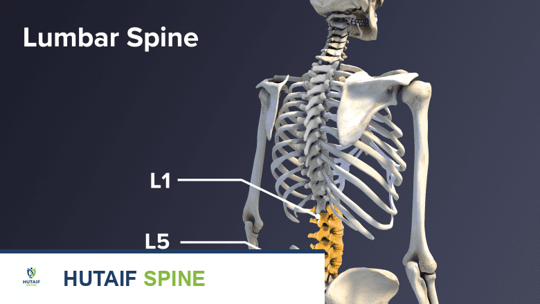 تشريح العمود الفقري القطني وأسباب آلام أسفل الظهر: دليلك الشامل مع الأستاذ الدكتور محمد هطيف