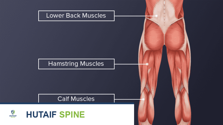 منظر خلفي للجزء السفلي من الجسم يبرز عضلات الظهر وأوتار الركبة وعضلات الساق.