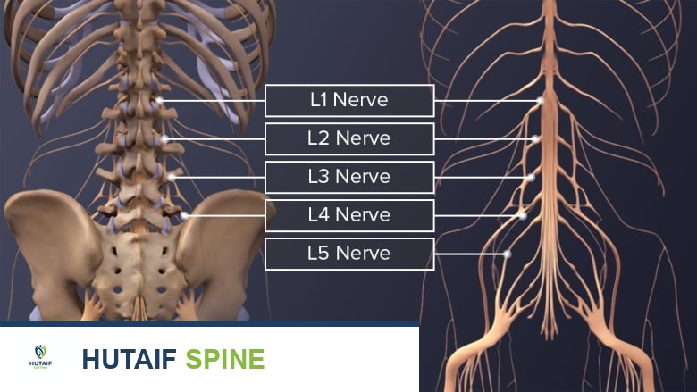 توضح الصورة منظرًا خلفيًا للعمود الفقري القطني والأعصاب، حيث يُعد تلف الأعصاب الشوكية القطنية خطرًا محتملاً في أي جراحة للظهر.
