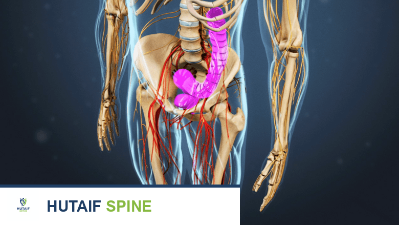 توضح الصورة المثانة والأمعاء، حيث يُعد فقدان السيطرة على الأمعاء والمثانة من المضاعفات النادرة لجراحة المايكروديسك.