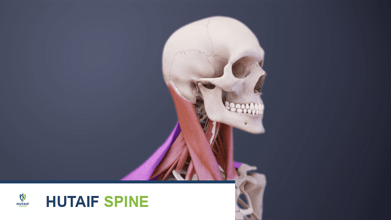 صورة توضيحية تظهر عضلات الرقبة.