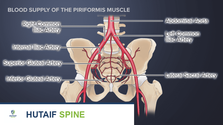 العضلة الكمثرية: دليلك الشامل لإمداد الدم، التعصيب، ومتلازمتها مع الأستاذ الدكتور محمد هطيف
