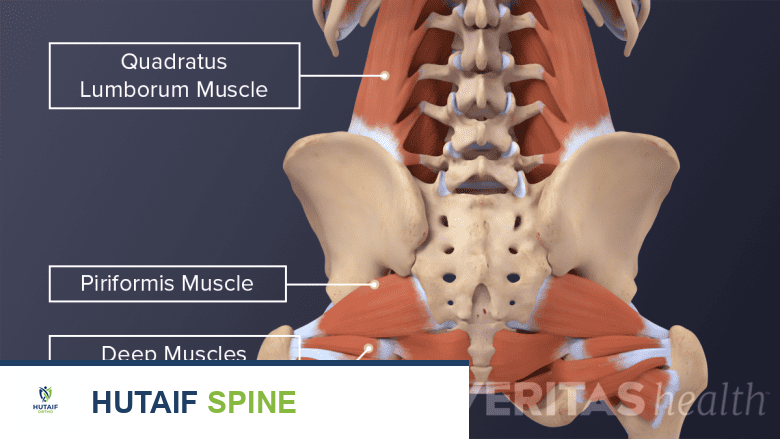 رسم توضيحي يوضح عضلة عميقة في منطقة الأرداف.