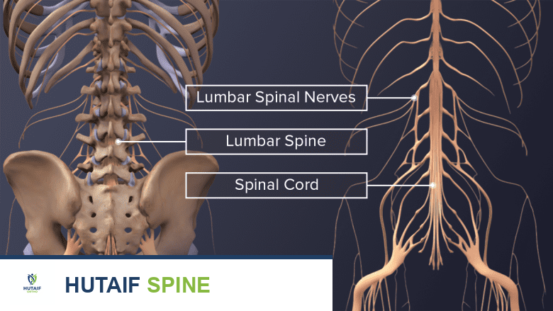 The spinal nerves, spinal cord, and bones of the upper back, lower back, and pelvis.