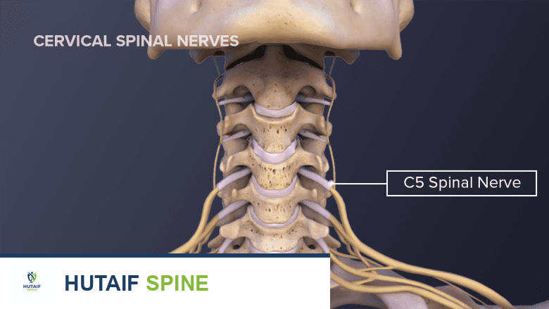 Illustration showing neck anatomy with C5 spinal nerve labelled.