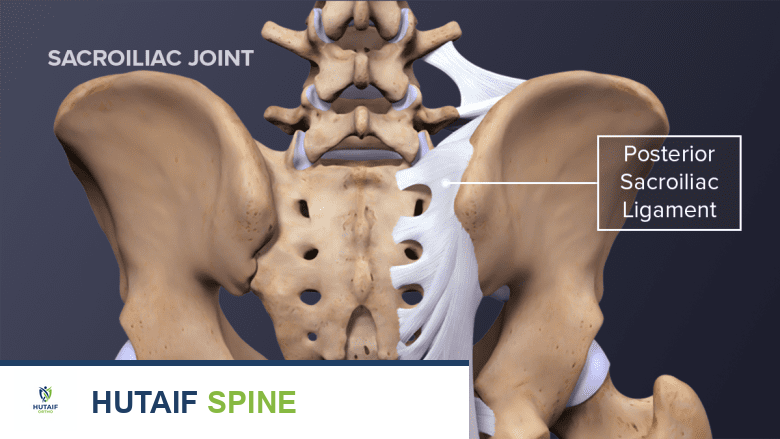 عرض خلفي للحوض يبرز الرباط الحرقفي القطني، الأربطة العجزية الحرقفية الخلفية، الرباط العجزي الحدبي، ومفصل العجز الحرقفي.