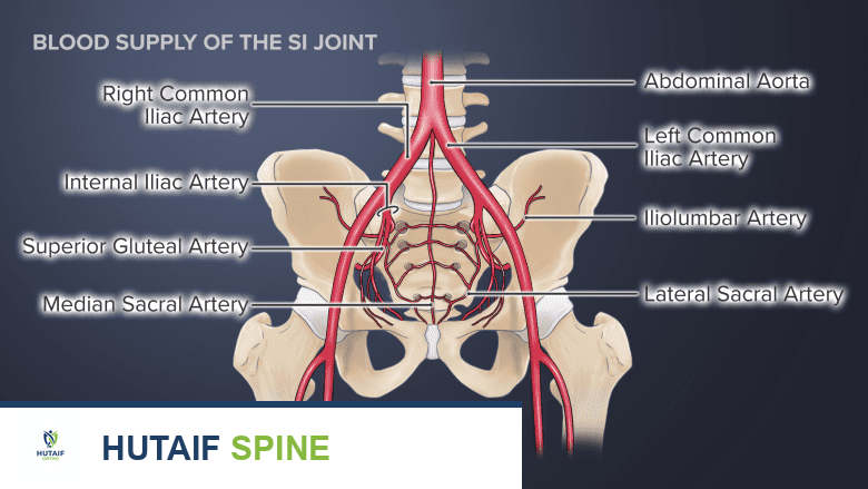 توضيح للإمداد الدموي لمفصل العجز الحرقفي.