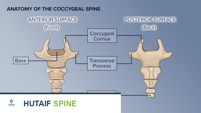 رسم توضيحي للجانب الأمامي والخلفي للعصعص البشري مع تسليط الضوء على الأجزاء المختلفة