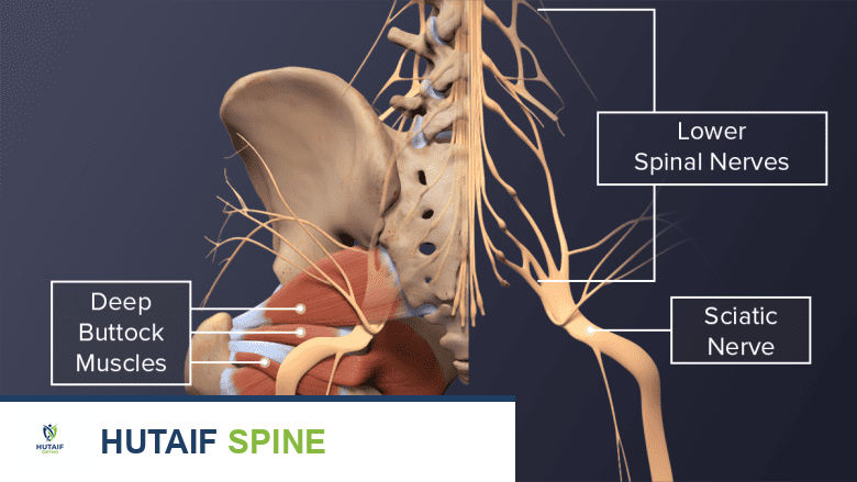 العصب الوركي: تشريحه المعقد، وظائفه الحيوية، وأهميته لصحة الأطراف السفلية