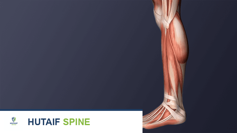 العضلات والأربطة في الساق والقدم.