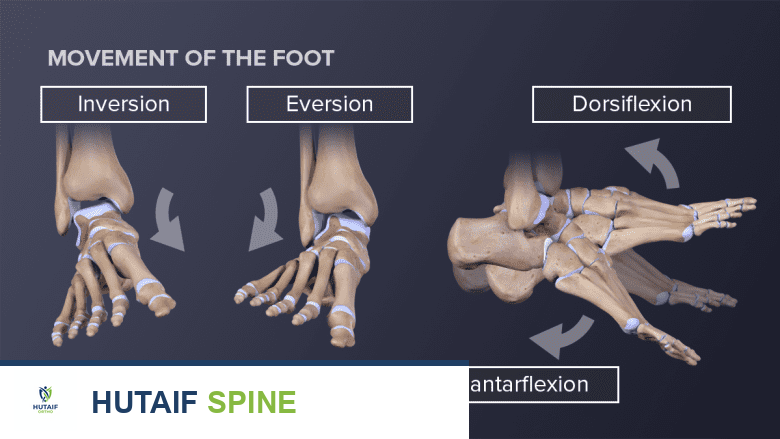 أربعة حركات مختلفة للقدم، بما في ذلك للأعلى وللأسفل وللجانبين.
