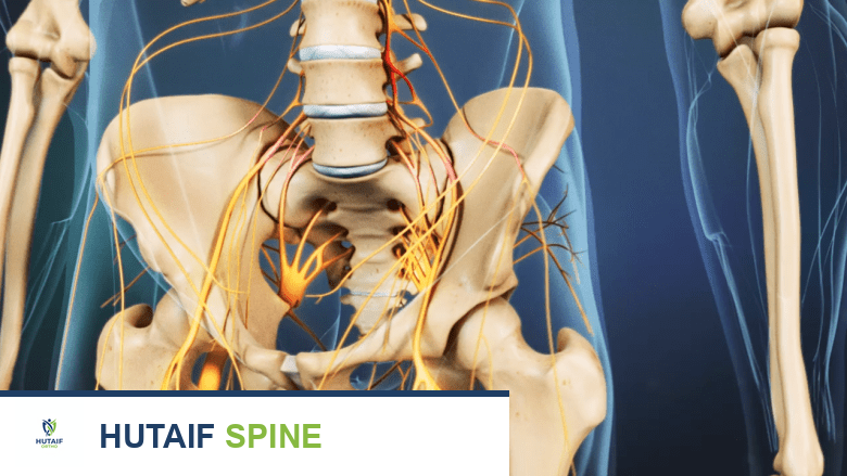 منظر أمامي للأعصاب في الحوض.