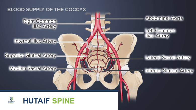 منظر أمامي للإمداد الدموي في العصعص.