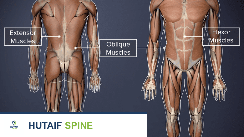 الأنسجة الرخوة في العمود الفقري القطني: دليل شامل لآلام الظهر وعلاجها مع الأستاذ الدكتور محمد هطيف