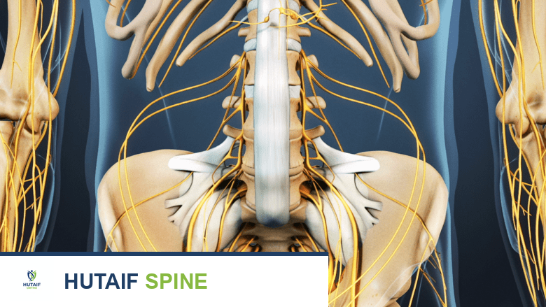 توضيح لأربطة العمود الفقري.