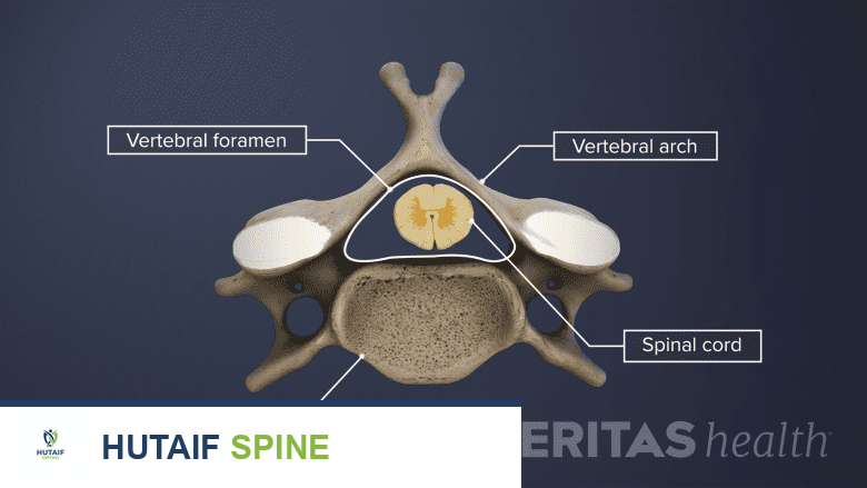 تشريح الحبل الشوكي في الرقبة: دليلك الشامل للعناية بصحة عمودك الفقري مع الأستاذ الدكتور محمد هطيف