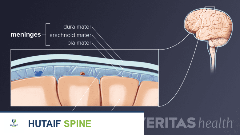 صورة توضيحية لـ تشريح الحبل الشوكي في الرقبة: دليلك الشامل للعناية بصحة عمودك الفقري مع الأستاذ الدكتور محمد هطيف