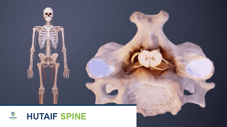 صورة توضيحية لـ تشريح الحبل الشوكي في الرقبة: دليلك الشامل للعناية بصحة عمودك الفقري مع الأستاذ الدكتور محمد هطيف