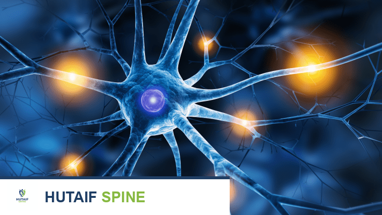 صورة توضيحية لـ الحبل الشوكي وجذور الأعصاب الشوكية: دليل شامل لصحة عمودك الفقري مع الأستاذ الدكتور محمد هطيف